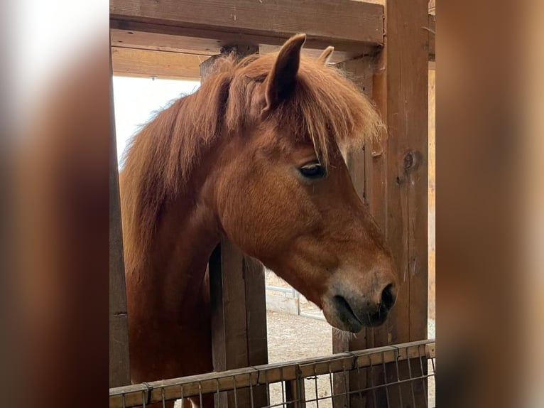 Icelandic Horse Mare 11 years 13,3 hh Chestnut-Red in Bernau am Chiemsee Icelandic Horse Mare 11 years 13,3 hh Chestnut-Red in Bernau am Chiemsee