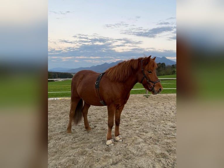 Icelandic Horse Mare 11 years 13,3 hh Chestnut-Red in Bernau am Chiemsee Icelandic Horse Mare 11 years 13,3 hh Chestnut-Red in Bernau am Chiemsee