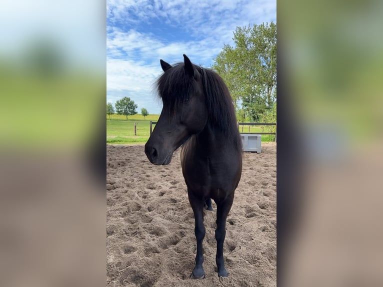 Icelandic Horse Mare 11 years 14,1 hh Black in Ermelo