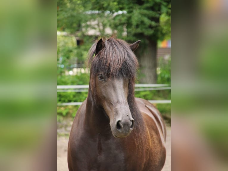 Icelandic Horse Mare 11 years 14,1 hh Black in Ermelo