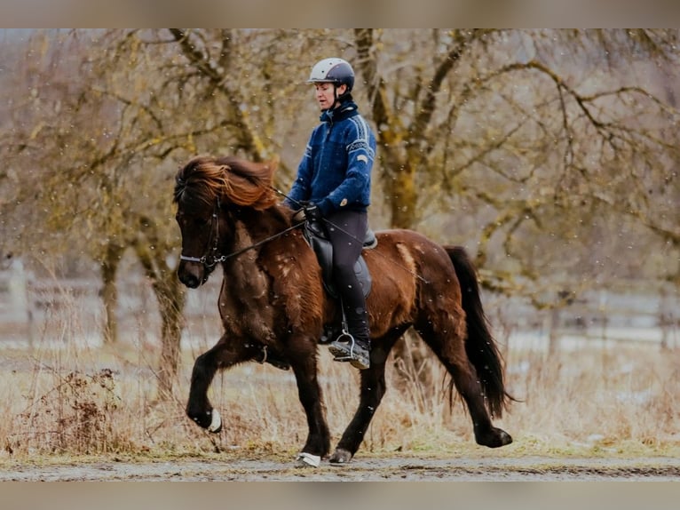 Icelandic Horse Mare 11 years 14.1 hh Black in Taufkirchen an der Trattnach