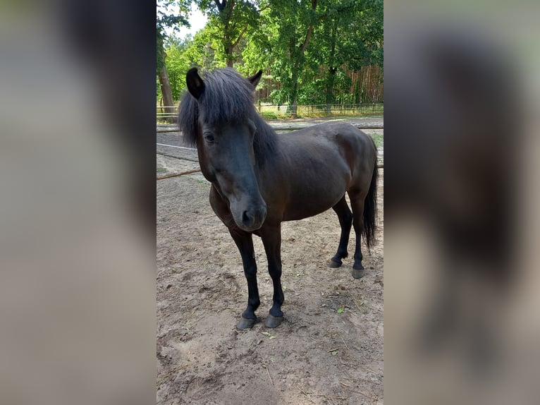 Icelandic Horse Mare 11 years 14,1 hh Black in Spreewaldheide