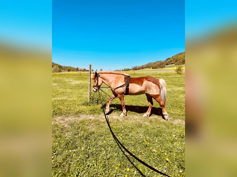 Icelandic Horse Mare 11 years 14.1 hh Chestnut-Red in Nürensdorf