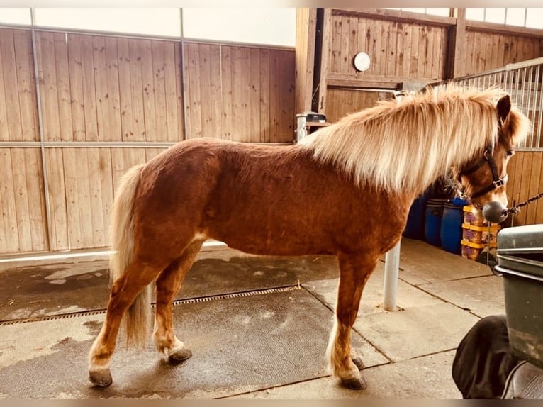 Icelandic Horse Mare 11 years 14.1 hh Chestnut-Red in Nürensdorf