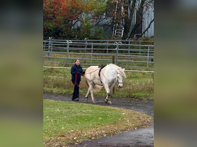 Icelandic Horse Mare 11 years 14,1 hh Grey in Schmelz