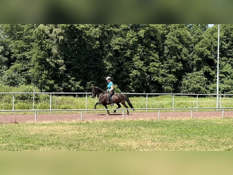 Icelandic Horse Mare 11 years 14 hh Black in Soltau