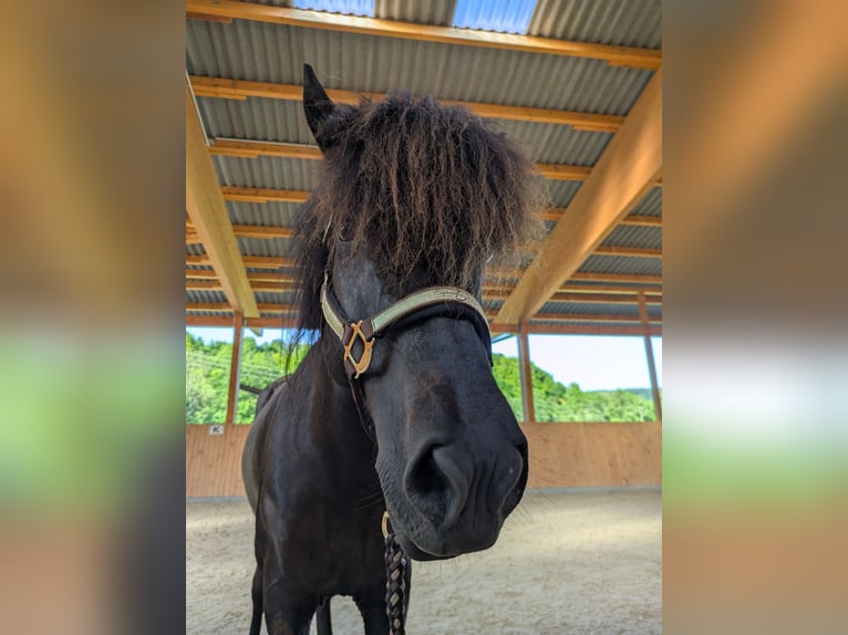 Icelandic Horse Mare 11 years 14 hh Black in Steinau an der Stra&#xDF;e