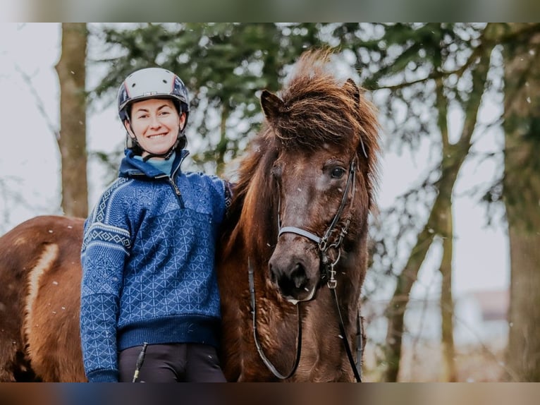 Icelandic Horse Mare 11 years 14,1 hh Black in Taufkirchen an der Trattnach