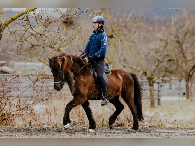 Icelandic Horse Mare 11 years 14,1 hh Black in Taufkirchen an der Trattnach
