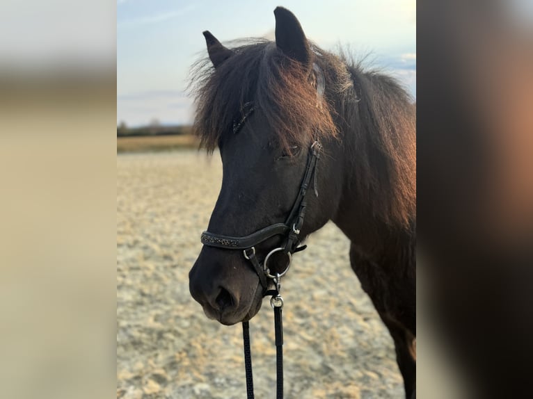 Icelandic Horse Mare 11 years 14,1 hh Black in Neusiedl am Strinfeld