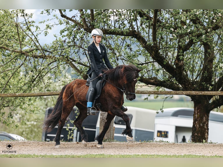 Icelandic Horse Mare 11 years 14,1 hh Black in Neusiedl am Strinfeld