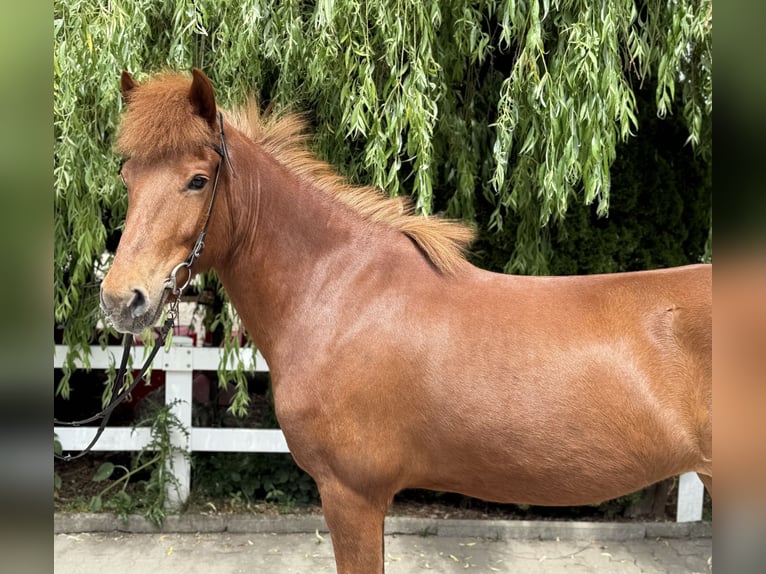 Icelandic Horse Mare 11 years 14,1 hh Chestnut-Red in Lochen am See