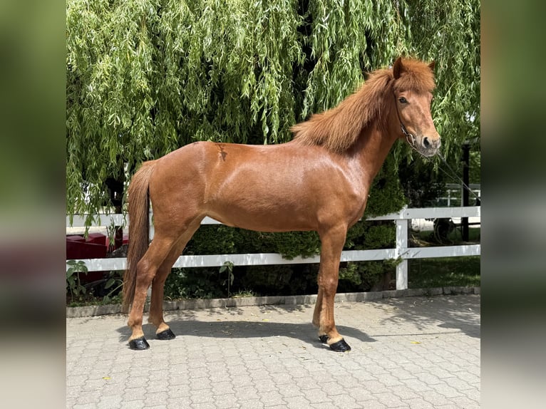 Icelandic Horse Mare 11 years 14,1 hh Chestnut-Red in Lochen am See