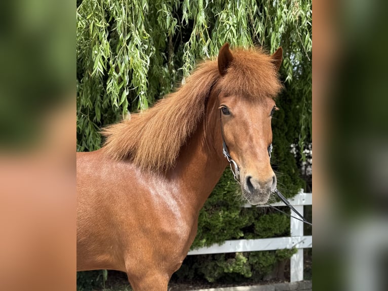 Icelandic Horse Mare 11 years 14,1 hh Chestnut-Red in Lochen am See
