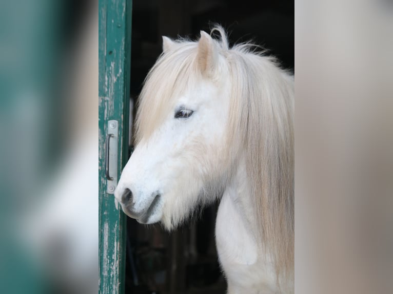 Icelandic Horse Mare 11 years 14,1 hh Grey in Schmelz