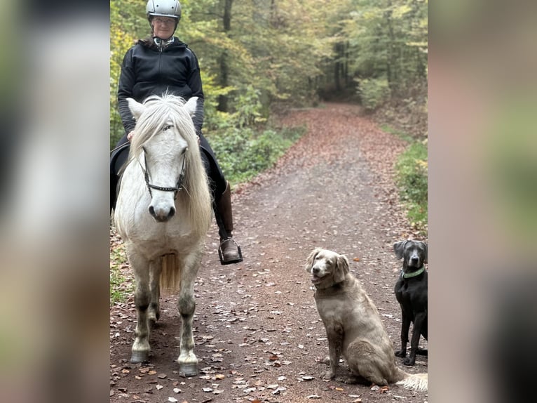 Icelandic Horse Mare 11 years 14,1 hh Grey in Schmelz
