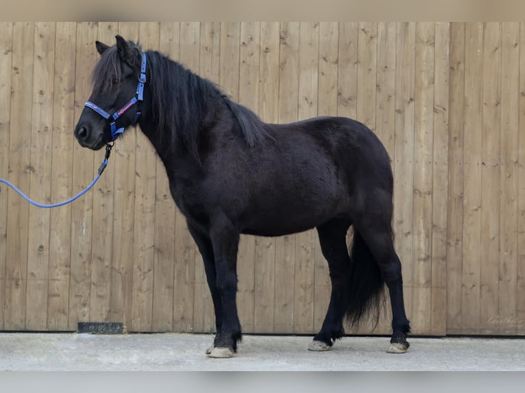 Icelandic Horse Mare 11 years Black in Straßwalchen