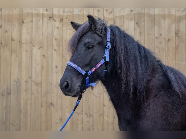 Icelandic Horse Mare 11 years Black in Straßwalchen