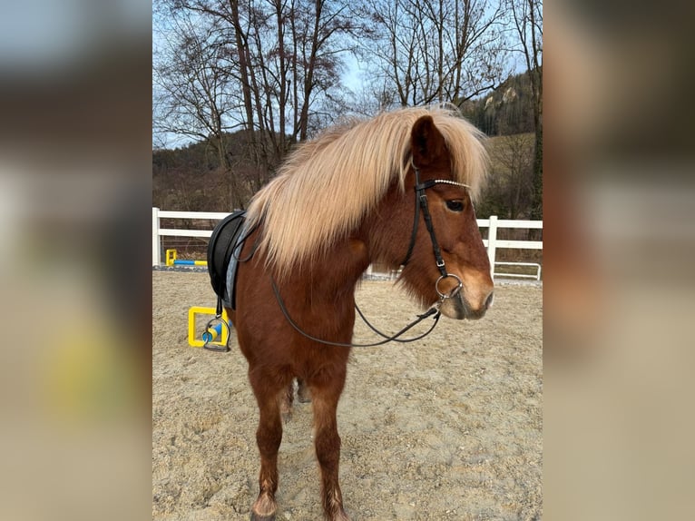 Icelandic Horse Mare 11 years Chestnut-Red in Miesenbach