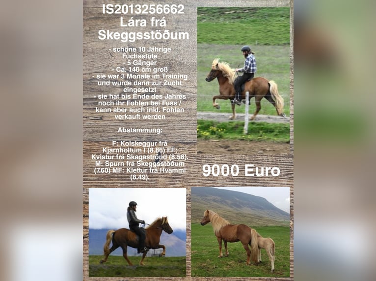 Icelandic Horse Mare 11 years in Reykjavik