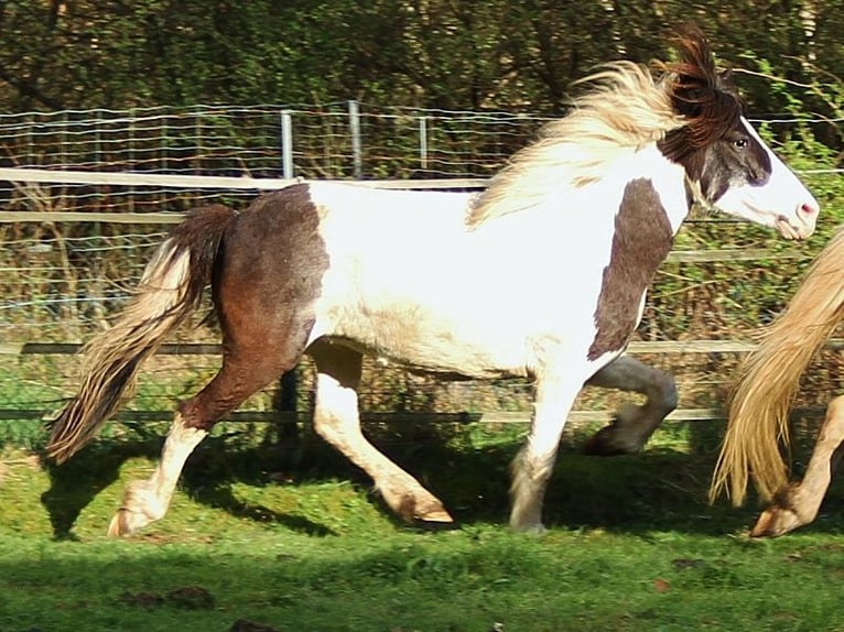 Icelandic Horse Mare 11 years Pinto in Saarland