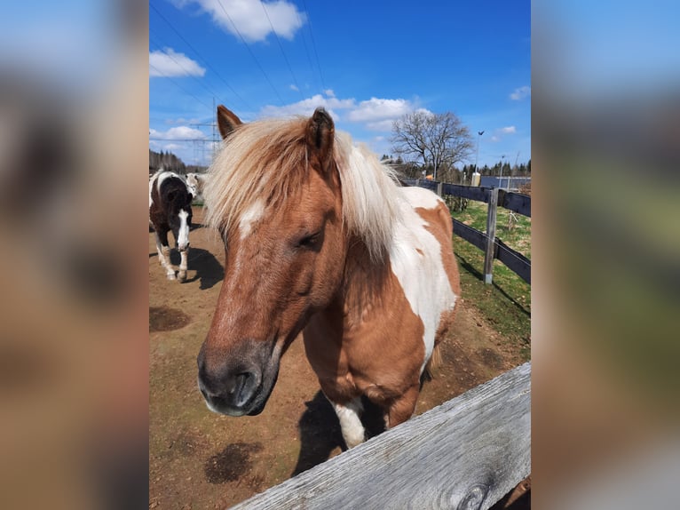 Icelandic Horse Mix Mare 12 years 11,3 hh Pinto in Elterlein