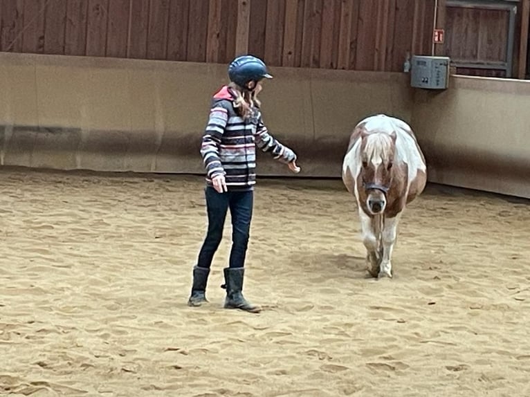 Icelandic Horse Mix Mare 12 years 11,3 hh Pinto in Elterlein