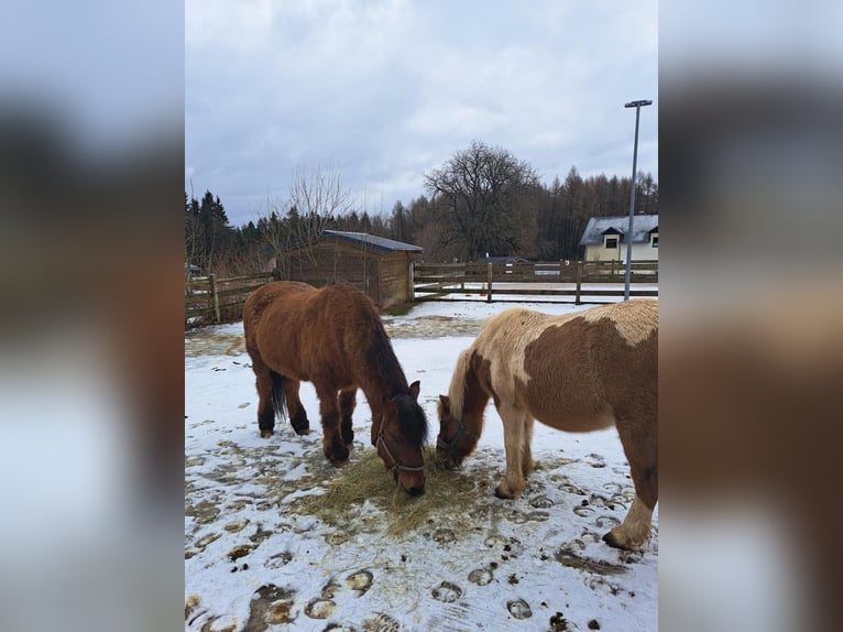 Icelandic Horse Mix Mare 12 years 11,3 hh Pinto in Elterlein