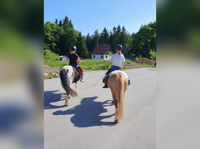 Icelandic Horse Mix Mare 12 years 11,3 hh Pinto in Elterlein