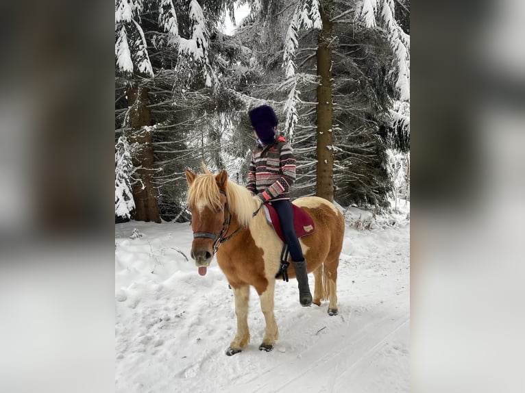 Icelandic Horse Mix Mare 12 years 11,3 hh Pinto in Elterlein