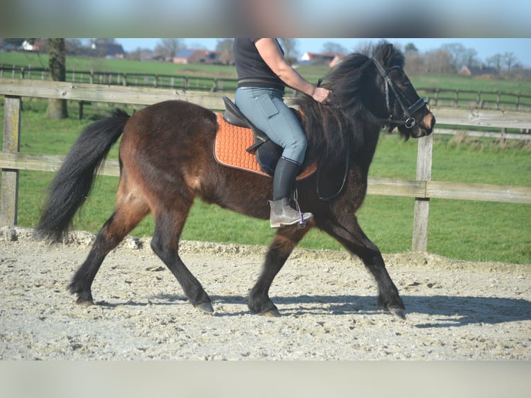 Icelandic Horse Mare 12 years 12,2 hh Brown in Breda