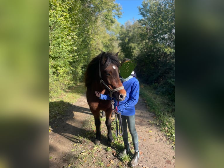 Icelandic Horse Mare 12 years 13,1 hh Brown in Schwedeneck