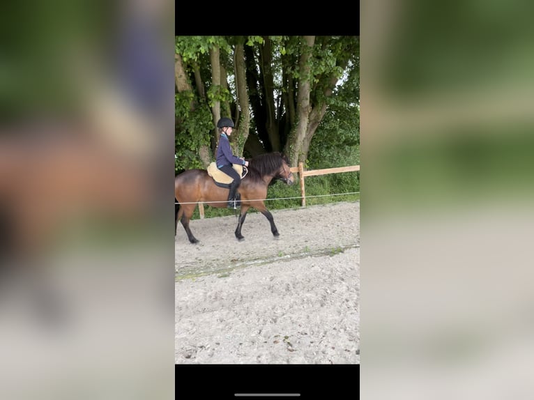 Icelandic Horse Mare 12 years 13,1 hh Brown in Schwedeneck