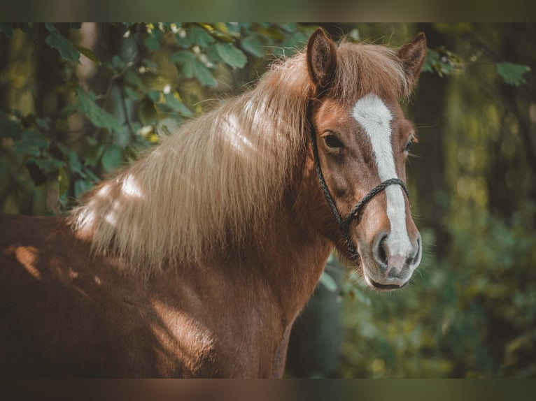 Icelandic Horse Mare 12 years 13.1 hh Chestnut-Red in Buchholz in der Nordheide