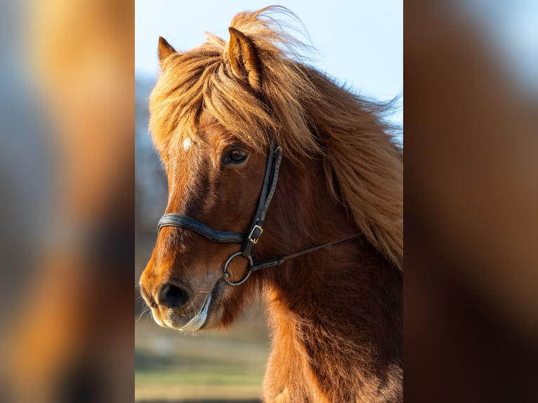 Icelandic Horse Mare 12 years 13.1 hh Chestnut-Red in Hohenstein Meidelstetten