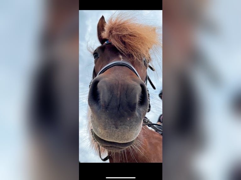 Icelandic Horse Mare 12 years 13,1 hh Chestnut-Red in Beckingen