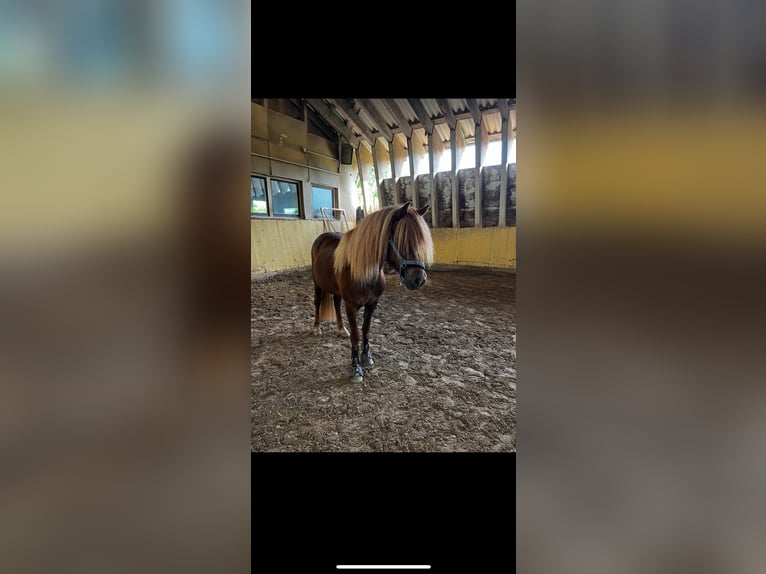 Icelandic Horse Mare 12 years 13,1 hh Chestnut-Red in Beckingen