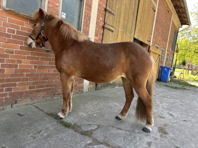 Icelandic Horse Mare 12 years 13.1 hh Chestnut-Red in Müden (Aller)