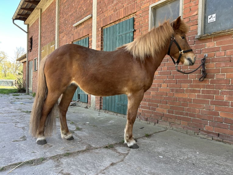 Icelandic Horse Mare 12 years 13.1 hh Chestnut-Red in Müden (Aller)