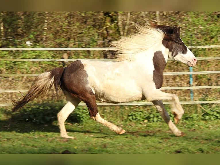 Icelandic Horse Mare 12 years 13,1 hh Pinto in Saarland