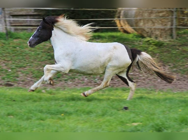 Icelandic Horse Mare 12 years 13,1 hh Pinto in Saarland