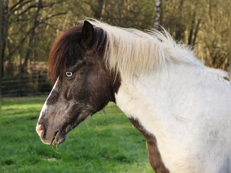 Icelandic Horse Mare 12 years 13,1 hh Pinto in Saarland