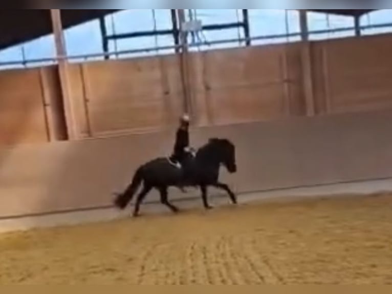 Icelandic Horse Mare 12 years 13,1 hh Smoky-Black in Duisburg