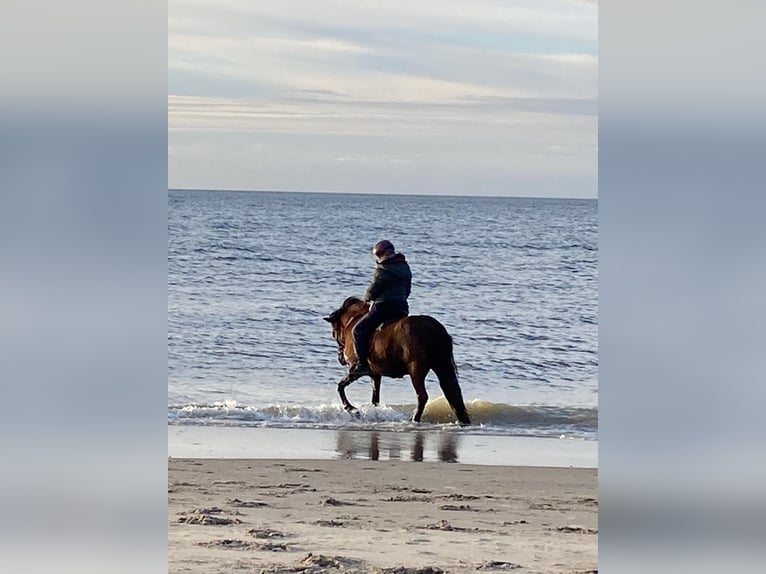 Icelandic Horse Mare 12 years 13,1 hh Smoky-Black in Duisburg