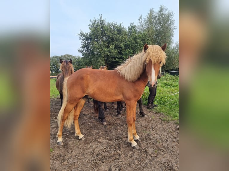 Icelandic Horse Mare 12 years 13,2 hh Black in Evertsoord