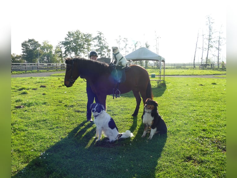 Icelandic Horse Mare 12 years 13,2 hh Brown in Euskirchen