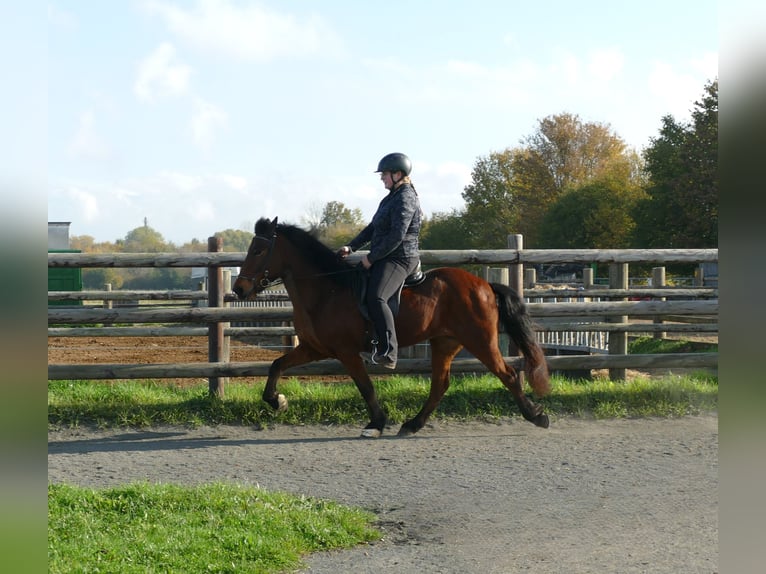 Icelandic Horse Mare 12 years 13,2 hh Brown in Euskirchen