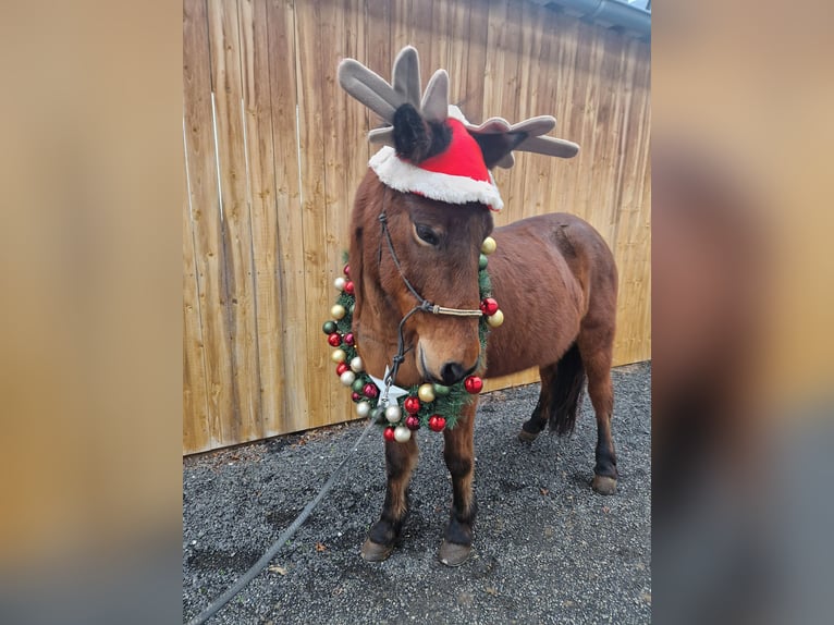 Icelandic Horse Mare 12 years 13,2 hh Brown in Euskirchen