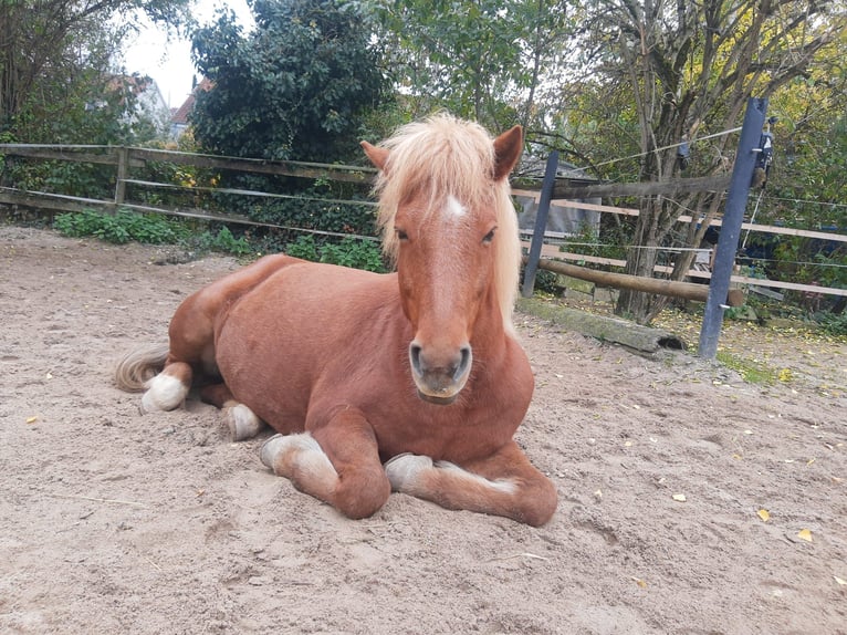 Icelandic Horse Mare 12 years 13.2 hh Chestnut-Red in Stuttgart Kaltental