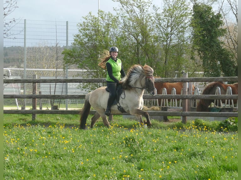 Icelandic Horse Mare 12 years 13.2 hh Dun in Euskirchen